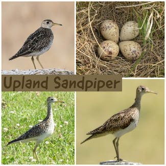 Upland Sandpiper